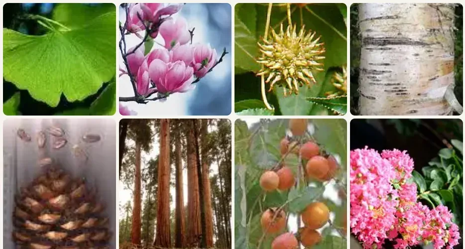 Photo mosaic of tree leaves, flowers, fruit and bark