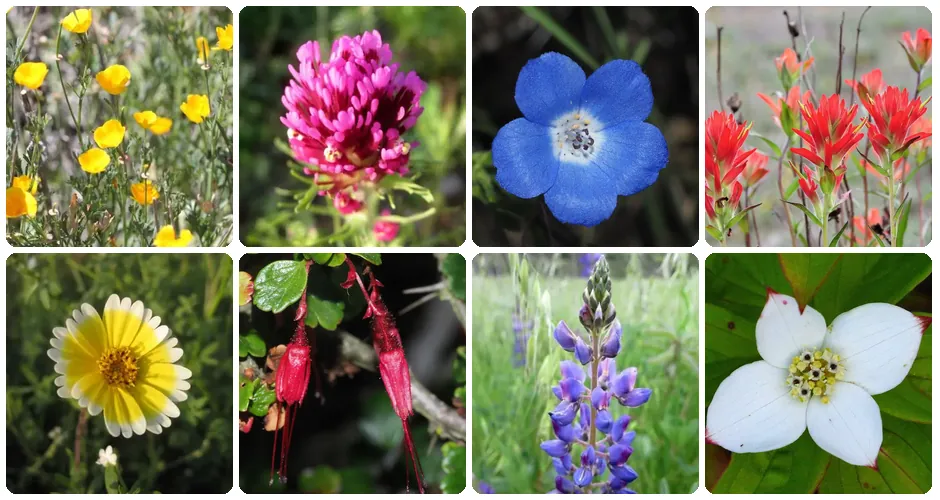 Photo mosaic of California and Canadian Rockies wildflowers